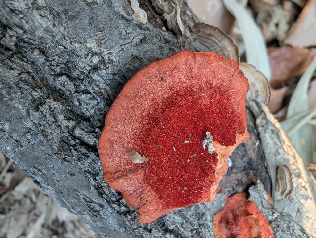 Trametes coccinea · March 2026 · photo: © atsushi_nakajima_cirque (iNaturalist, cc-by)