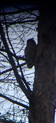 View observation of {o.common_name} on iNaturalist