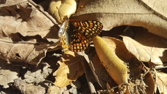 Euphydryas editha quino