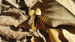 Euphydryas editha quino