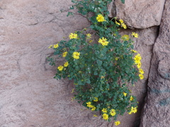 Perityle leptoglossa