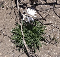 Dimorphotheca nudicaulis