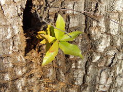 Quercus emoryi