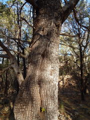 Quercus emoryi
