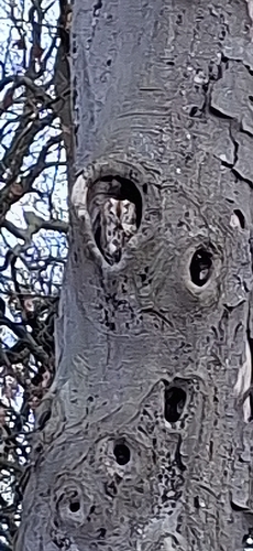 View observation of {o.common_name} on iNaturalist