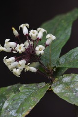 Pittosporum rubiginosum