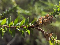 Melaleuca lophocoracorum