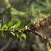 Melaleuca lophocoracorum - Photo (c) hbexplore, algunos derechos reservados (CC BY-NC), subido por hbexplore