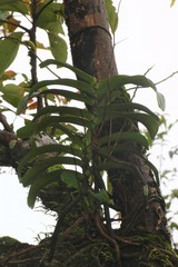 Aerides crispa