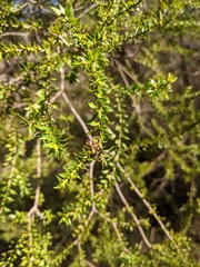 Melaleuca lophocoracorum