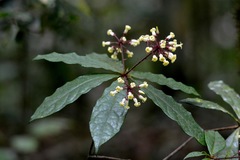 Pittosporum rubiginosum