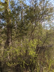 Melaleuca lophocoracorum