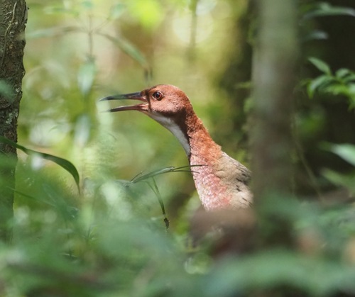 iNaturalist image