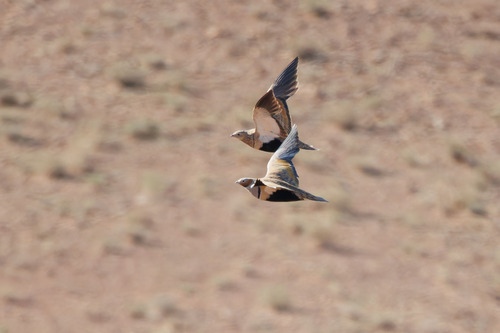 Black-bellied Sandgrouse (Pterocles orientalis)
