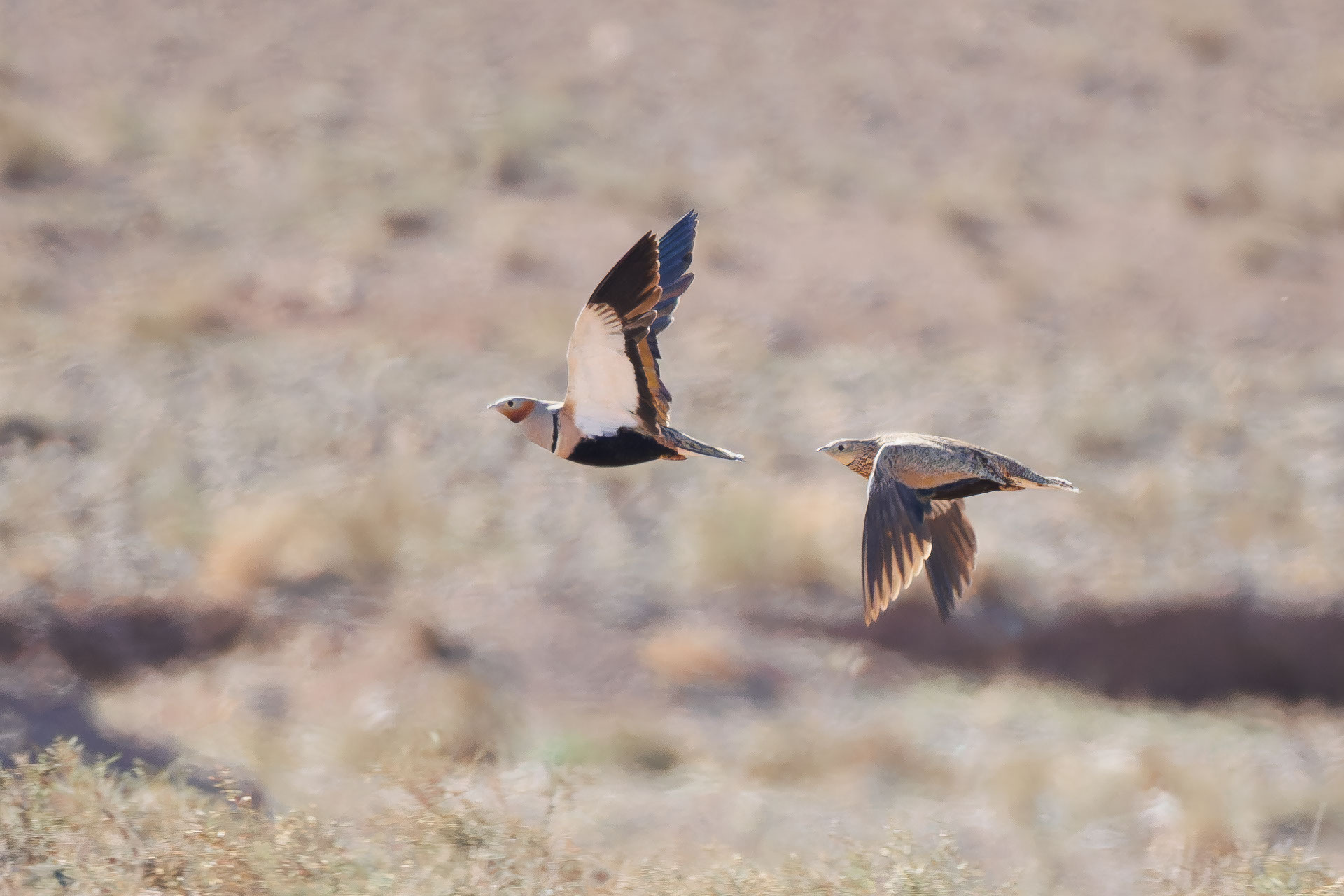 Black-bellied Sandgrouse (Pterocles orientalis), photo 2
