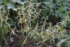 Rumex rossicus