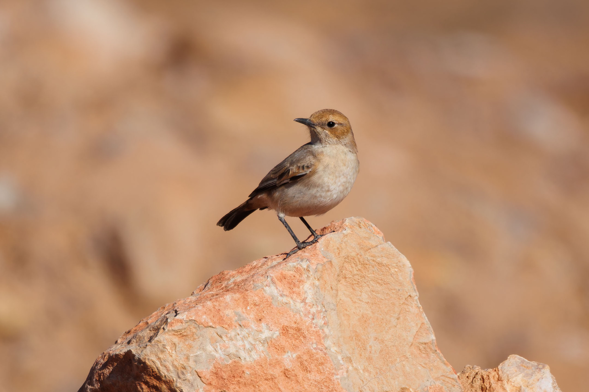 Red-rumped Wheatear (Oenanthe moesta), photo 2
