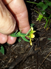 Hypericum aethiopicum