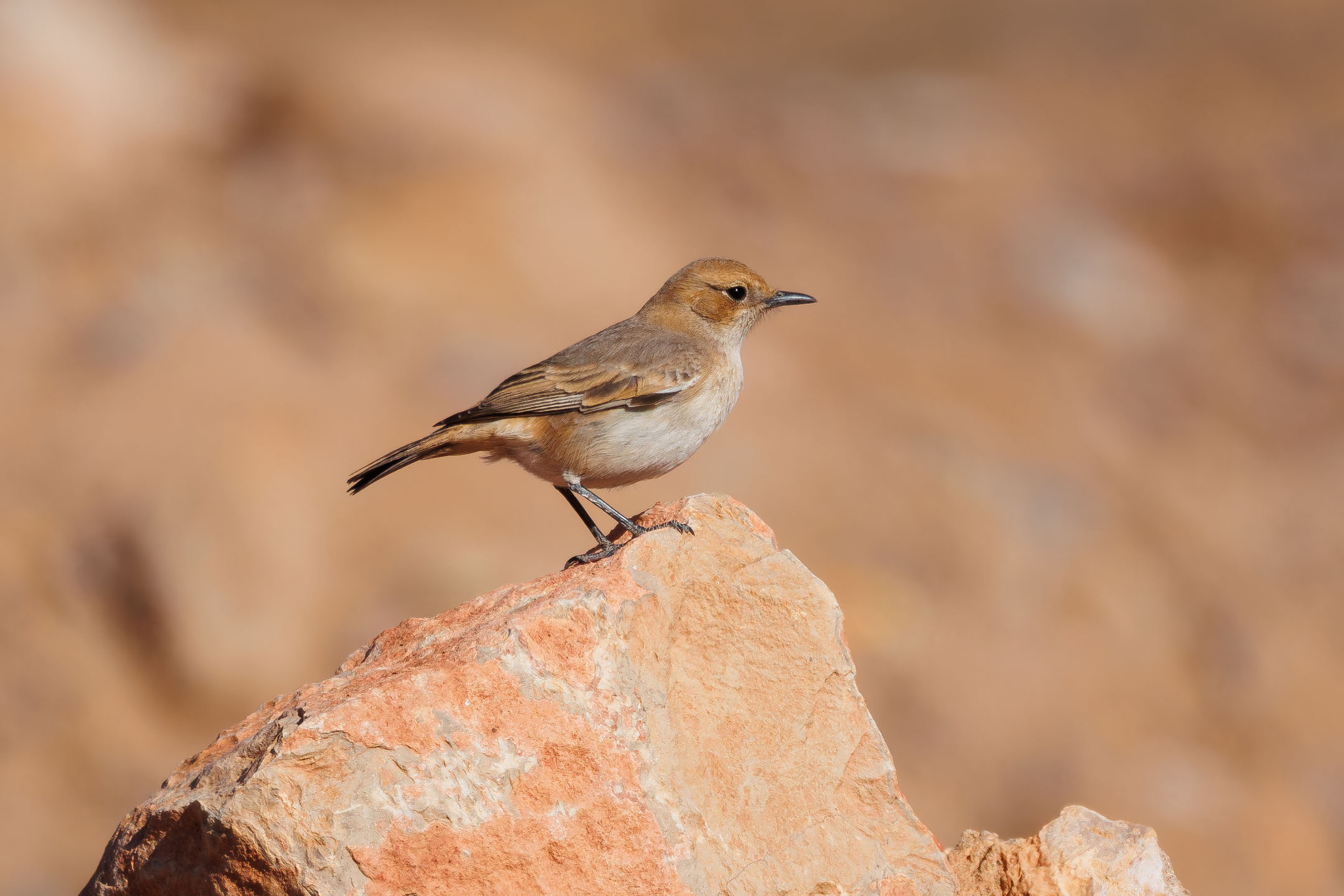 Red-rumped Wheatear (Oenanthe moesta), photo 3