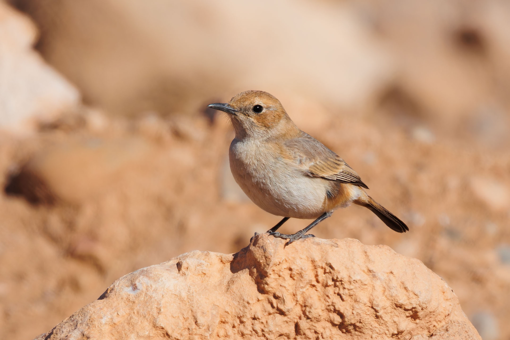 Red-rumped Wheatear (Oenanthe moesta), photo 4