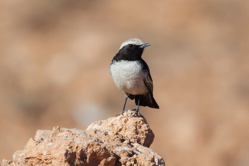 Red-rumped Wheatear (Oenanthe moesta), photo 8