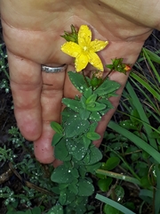 Hypericum aethiopicum