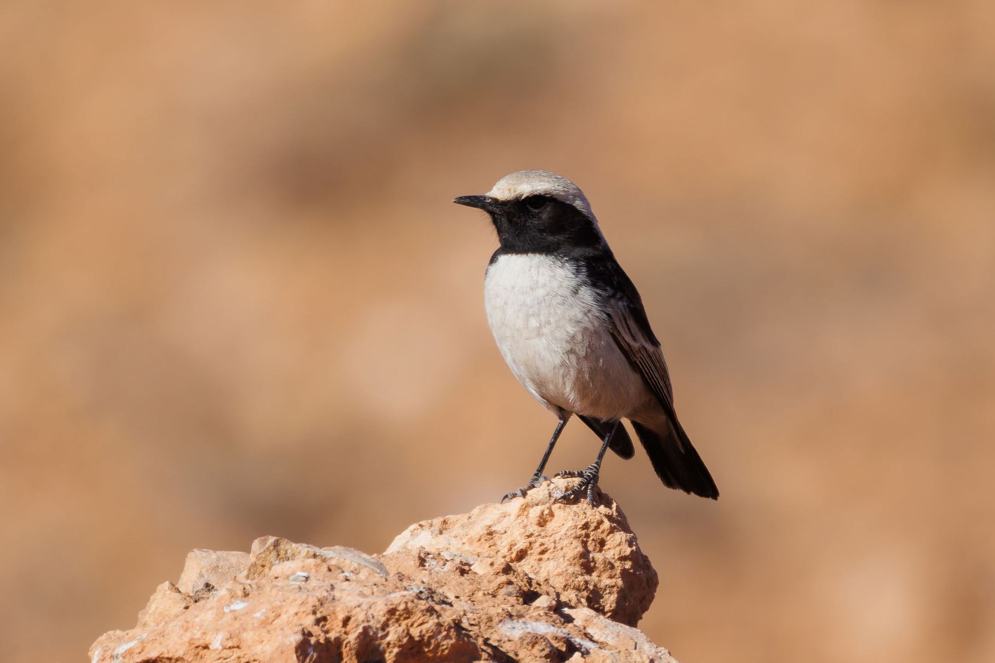 Red-rumped Wheatear (Oenanthe moesta), photo 6