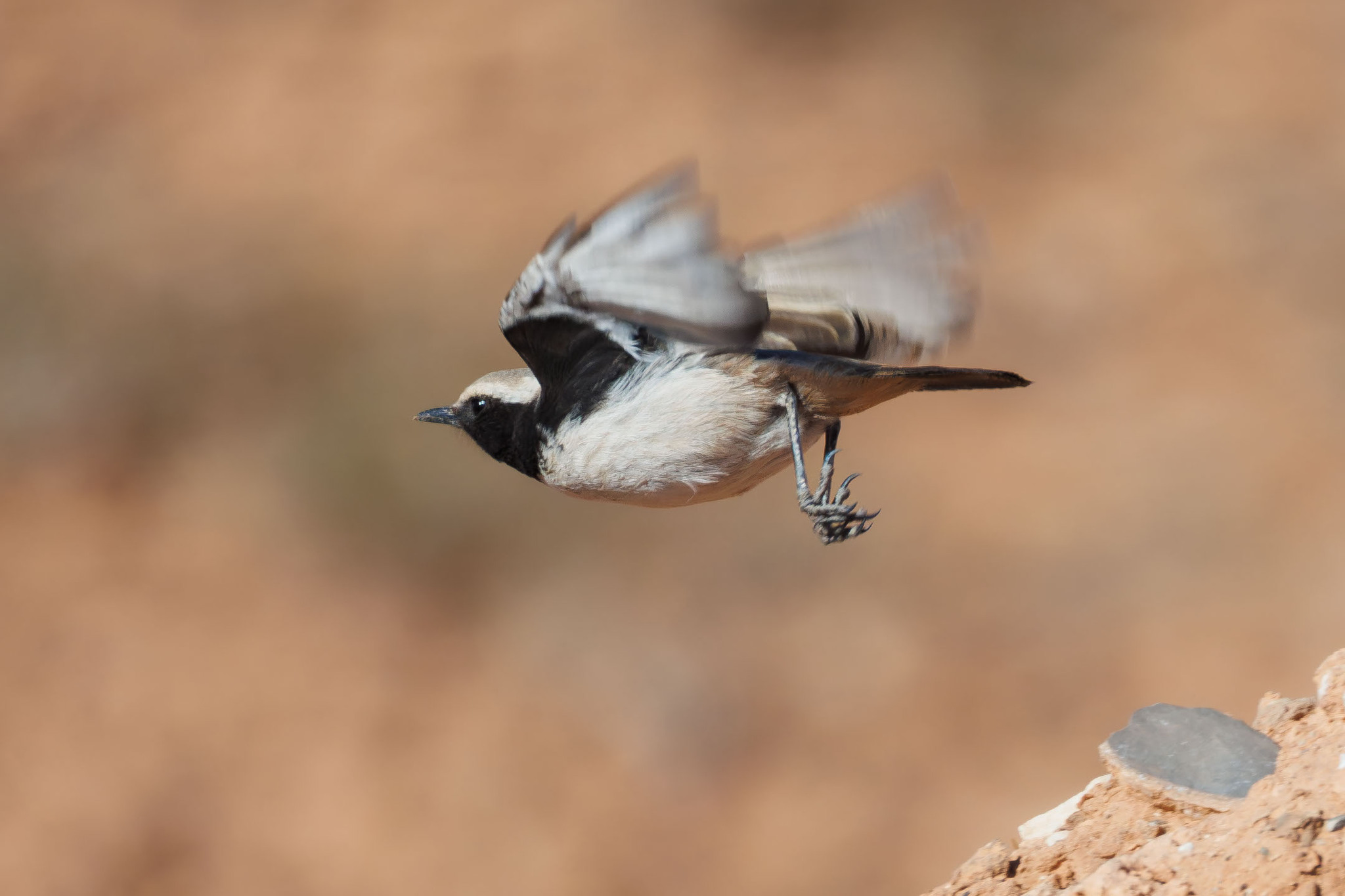 Red-rumped Wheatear (Oenanthe moesta), photo 7