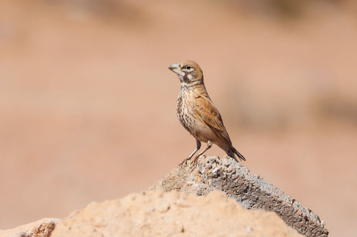 Thick-billed Lark (Ramphocoris clotbey), photo 6