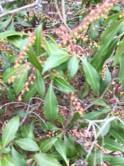 Pieris