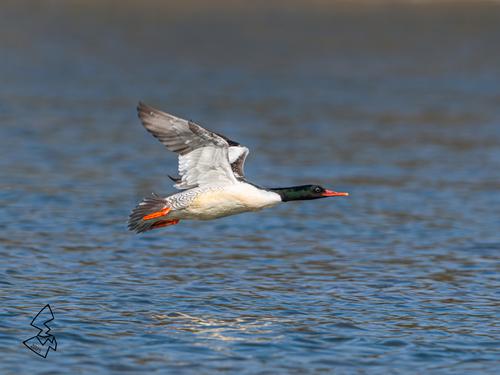 Scaly-sided Merganser