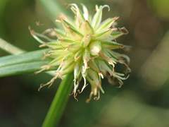 Cyperus brevifolioides