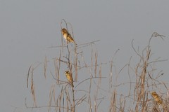 Ploceus manyar