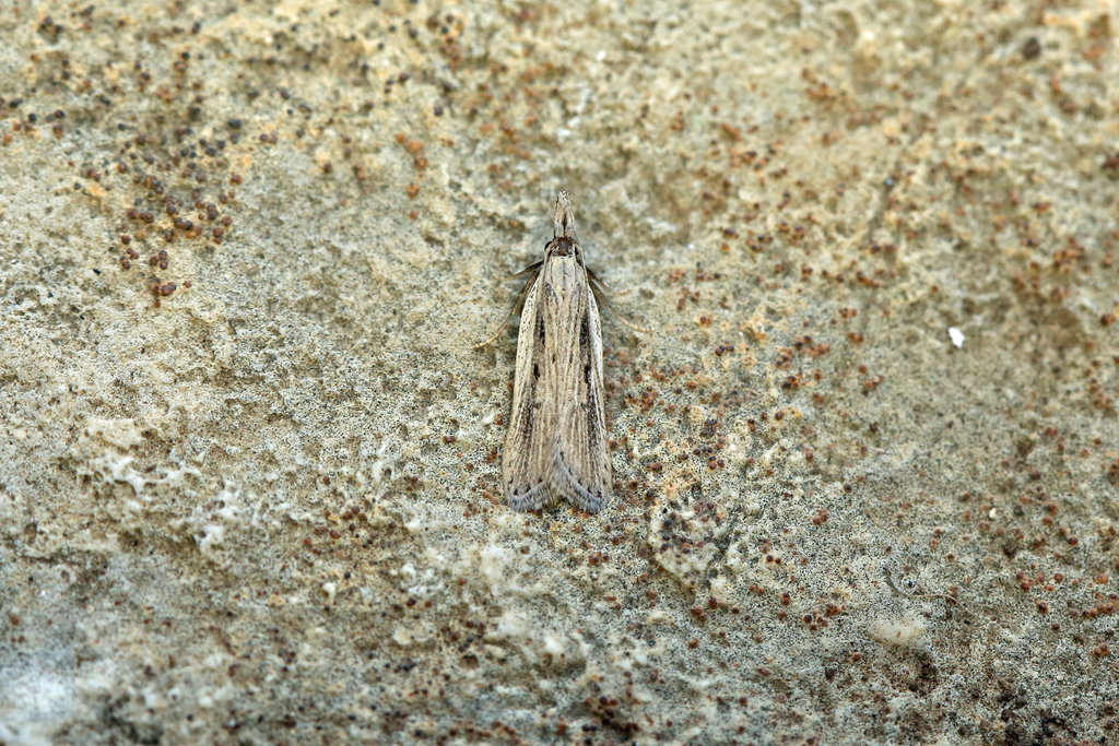 Dichomeris limbipunctellus