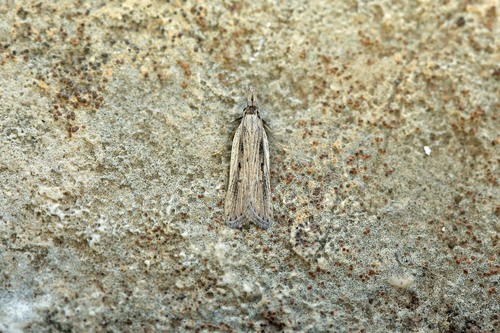 Dichomeris limbipunctellus