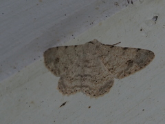 Lassaba parvalbidaria