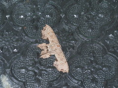 Dysaethria flavistriga