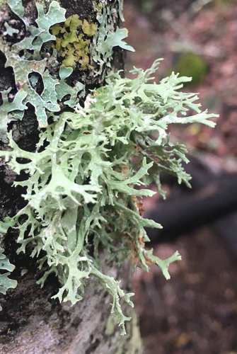 Sodinė briedragė nuotrauka