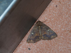 Hypersypnoides punctosa