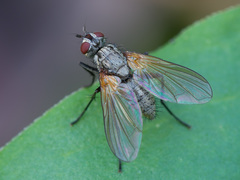 Macquartia grisea