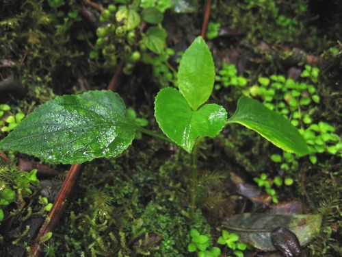 Viola chamissoniana ssp. robusta