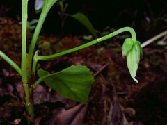 Viola chamissoniana robusta