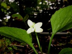 Viola chamissoniana robusta