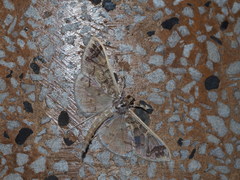 Polythlipta