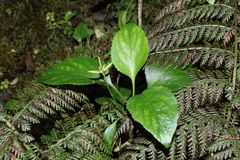 Viola chamissoniana robusta