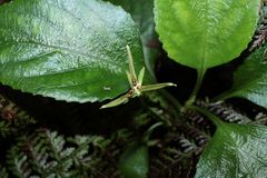 Viola chamissoniana robusta
