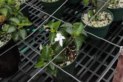 Viola chamissoniana chamissoniana