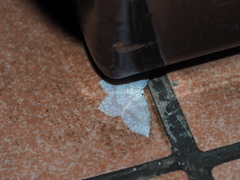 Leucodrepana serratilinea