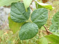 Amphicarpaea edgeworthii