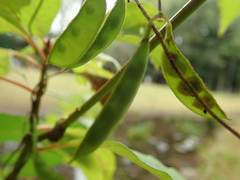 Amphicarpaea edgeworthii